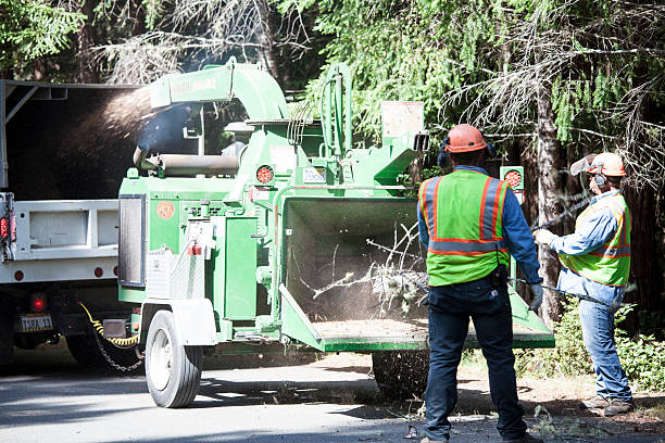 Best Tree Trimming and Pruning  in Upper Arlington, OH